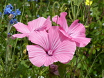 FZ030489 Wild flowers in Barry.jpg